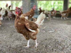 How to Clean a Chicken Coop With a Dirt Floor