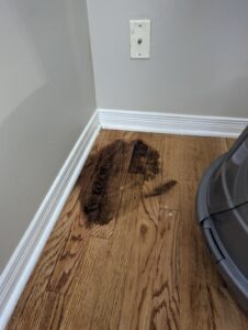 How to Get Cat Urine Out of Wood Floors